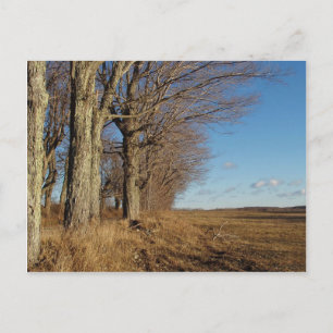 November Field I Postcard