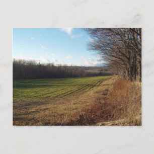 November Field II Postcard