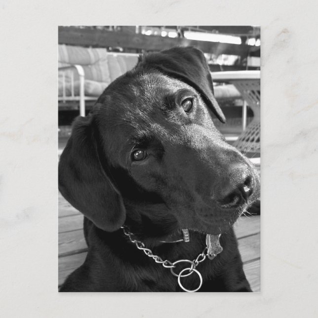 Now that I have your Attention... Postcard (Front)