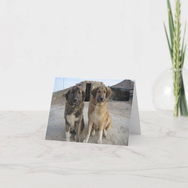 Nowzad Dogs Notecard (Front)