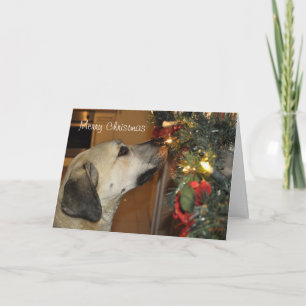 Nowzad Kilo Christmas Card