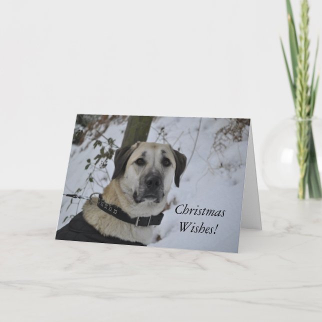 Nowzad Kilo Christmas Card (Front)