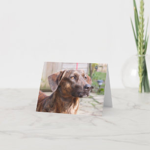 Nowzad Rescue Dog Brin Notecard