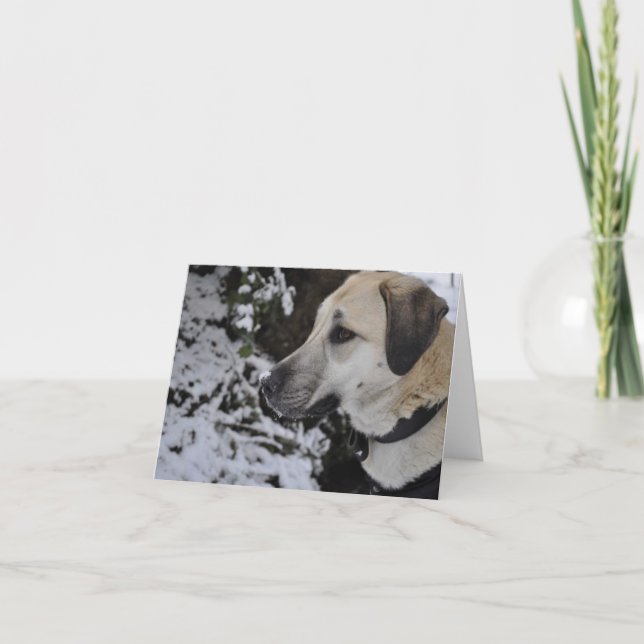 Nowzad Rescue Dog Kilo Notecard (Front)