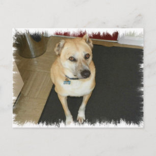 Nowzad Rescue Dog Postcard