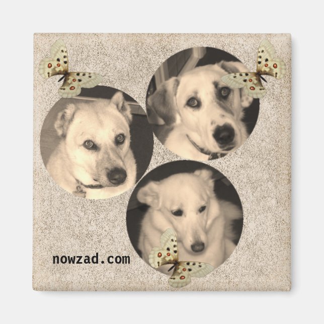 Nowzad Rescue Dogs Magnet (Front)