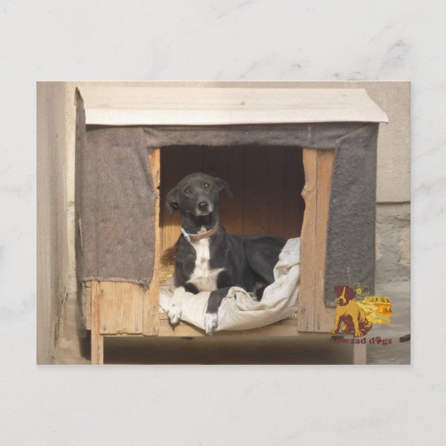 Nowzad rescue postcard (Front)