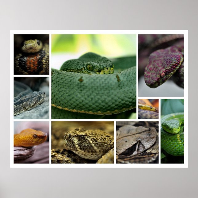 NR Snake Photography_Page000 Poster (Front)