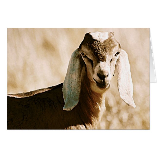 Nubian (Front Horizontal)