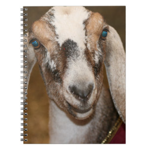 Nubian Dairy Goat Doe White Stripe Caprine Notebook