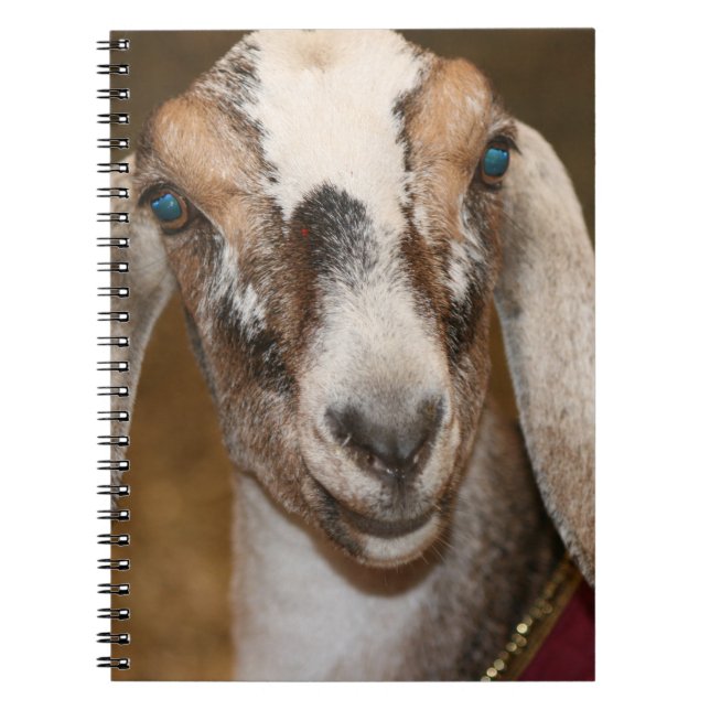 Nubian Dairy Goat Doe White Stripe Caprine Notebook (Front)