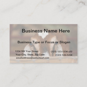 Nubian doe peeking over wooden rail business card