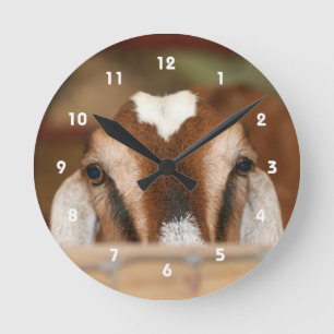 Nubian doe peeking over wooden rail round clock