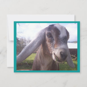 Nubian Goat