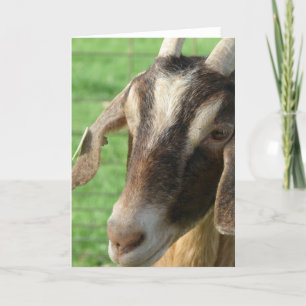 Nubian Goat Card