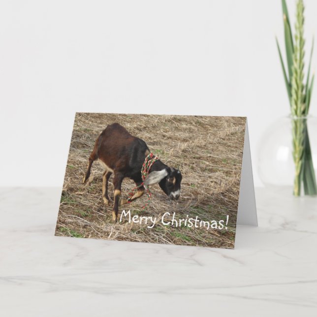 Nubian Goat, Merry Christmas! Holiday Card (Front)