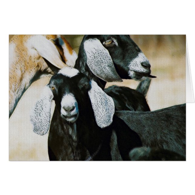 Nubian Goats (Front Horizontal)