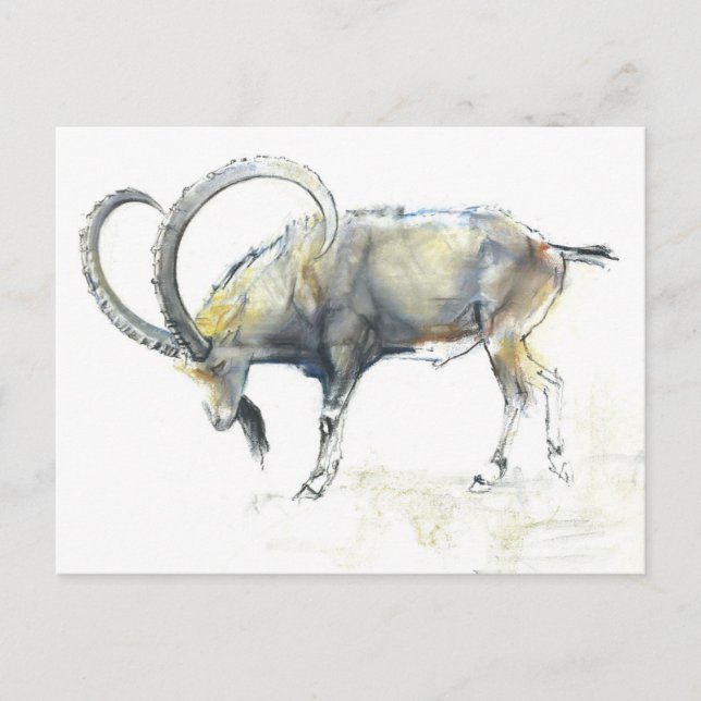 Nubian Ibex 2008 Postcard (Front)