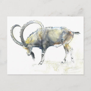 Nubian Ibex 2008 Postcard