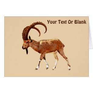 Nubian Ibex - Ein Gedi