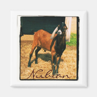 Nubian Magnet - Square