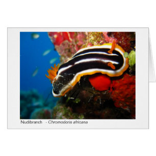 Nudibranch gift card - 02