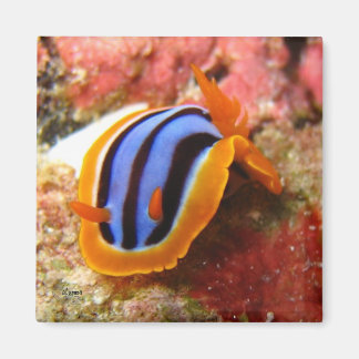 nudibranch magnet - 2