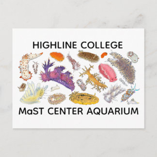 Nudibranch Postcard