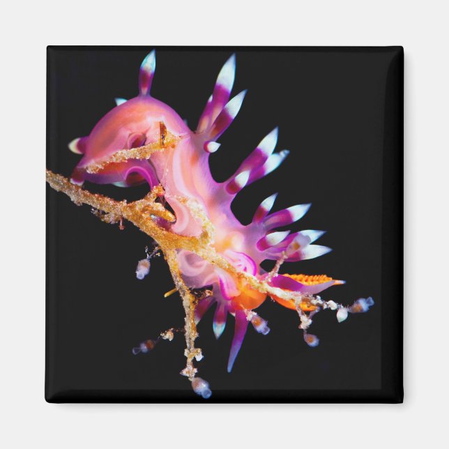 Nudibranch Square Magnet (Front)