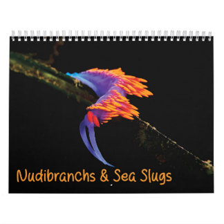 Nudibranchs & Sea Slugs Calendar