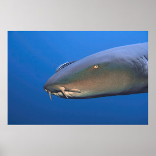Nurse Shark with Hitchhiker Poster