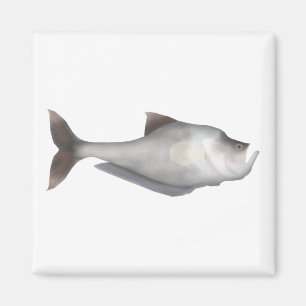 Nurseryfish Magnet