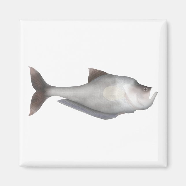 Nurseryfish Magnet (Front)