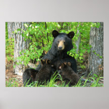 Nursing Black Bear and Twin Cubs