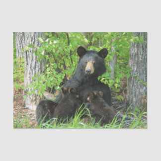 Nursing Black Bear and Twin Cubs  Tissue Paper