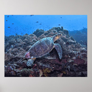Nusa Lembongan Hawksbill Poster