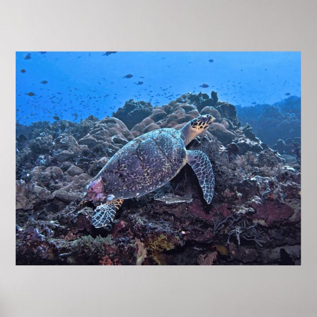 Nusa Lembongan Hawksbill Poster (Front)