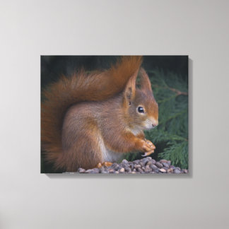 Nut Brunch Wrapped Canvas Print