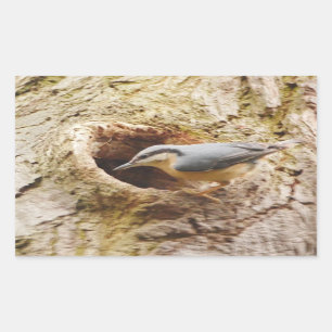 Nuthatch and Woodpecker Hole Sticker