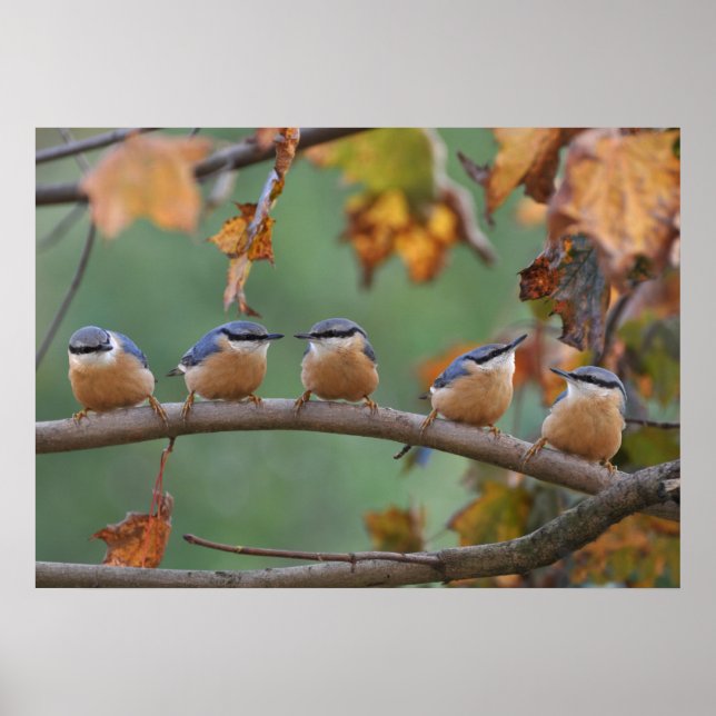 Nuthatch collage poster (Front)