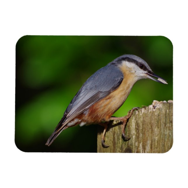 Nuthatch Fridge Magnet (Horizontal)