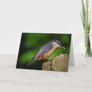 Nuthatch Greetings Card
