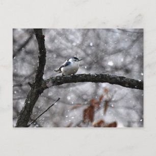 Nuthatch in the Snow Postcard