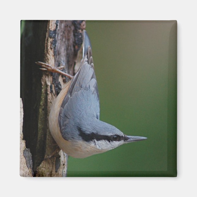 Nuthatch magnet (Front)