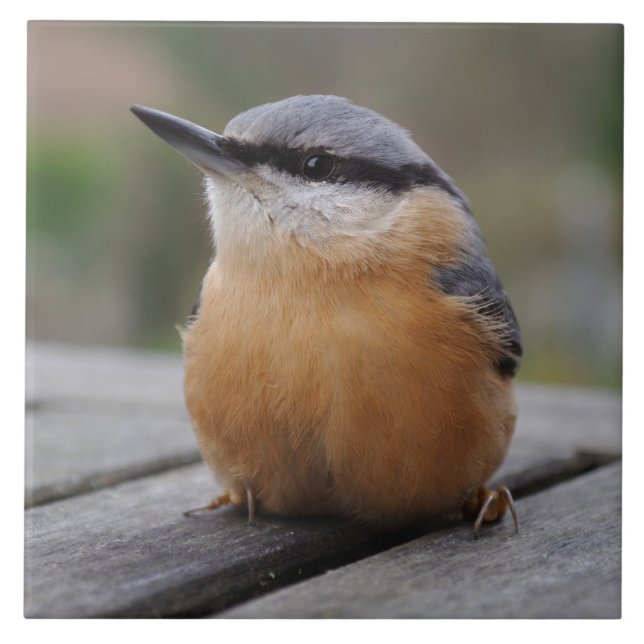 Nuthatch photo tile (Front)
