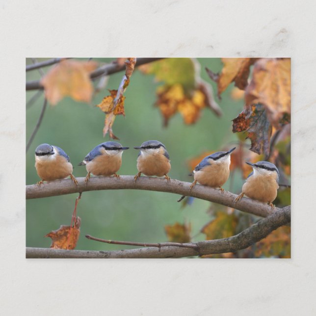 Nuthatch postcard (Front)