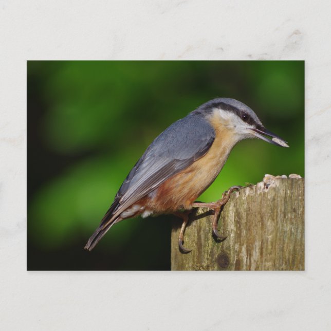 Nuthatch Postcard (Front)