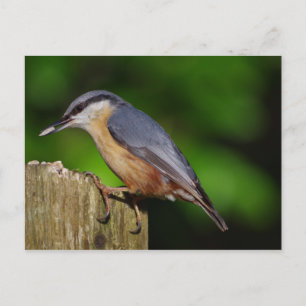 Nuthatch Postcard