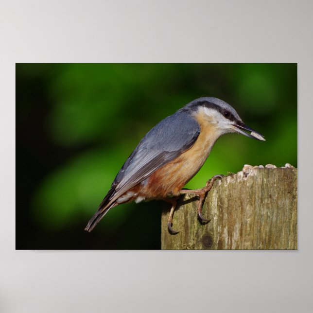 Nuthatch Poster (Front)