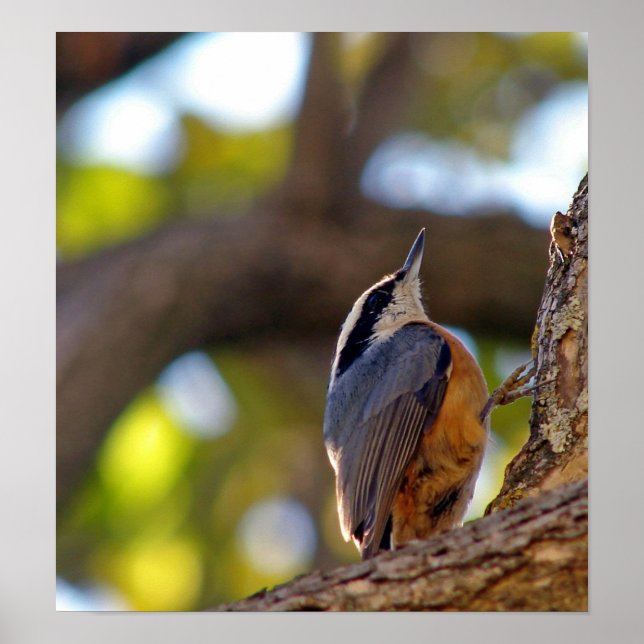 Nuthatch Poster (Front)